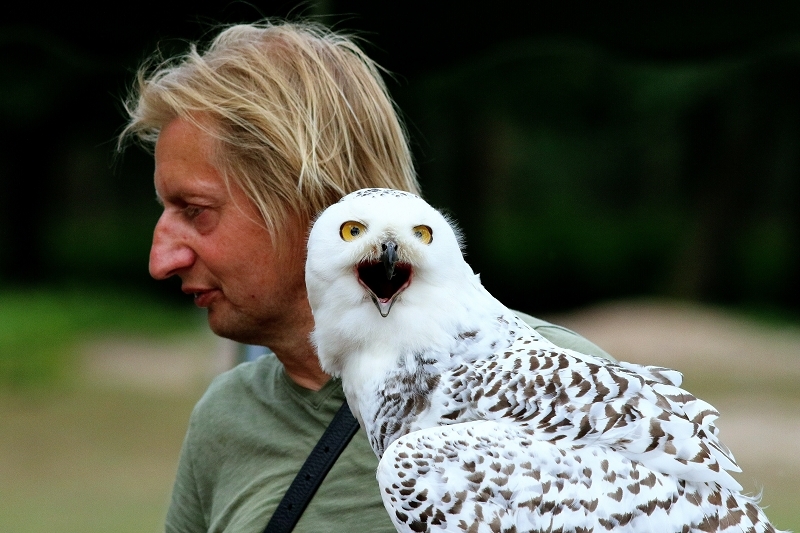 Schneeeule - Falknerei - Wildpark Alte Fasanerie Klein Auheim 2018