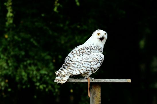 Schneeeule - Falknerei - Wildpark Alte Fasanerie Klein Auheim 2018