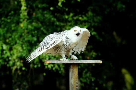 Schneeeule - Falknerei - Wildpark Alte Fasanerie Klein Auheim 2018