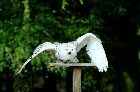 Schneeeule - Falknerei - Wildpark Alte Fasanerie Klein Auheim 2018