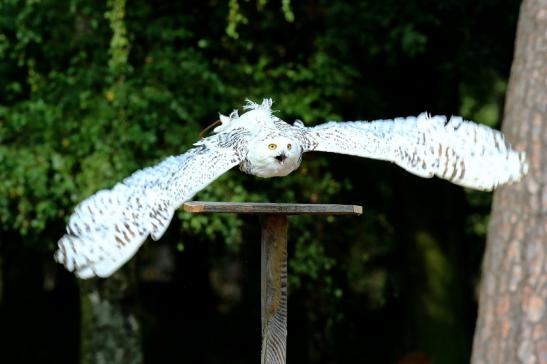 Schneeeule - Falknerei - Wildpark Alte Fasanerie Klein Auheim 2018