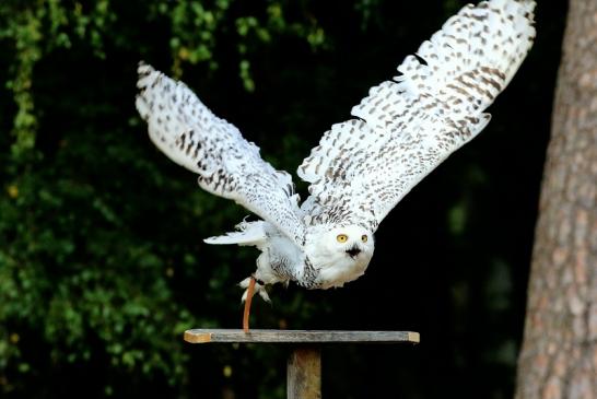 Schneeeule - Falknerei - Wildpark Alte Fasanerie Klein Auheim 2018