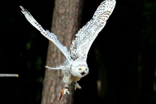 Schneeeule - Falknerei - Wildpark Alte Fasanerie Klein Auheim 2018