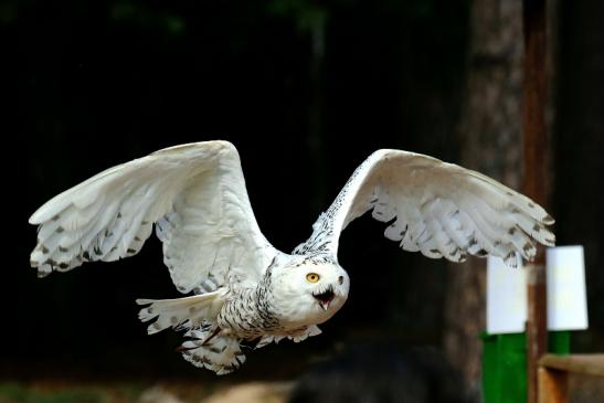 Schneeeule - Falknerei - Wildpark Alte Fasanerie Klein Auheim 2018