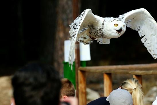 Schneeeule - Falknerei - Wildpark Alte Fasanerie Klein Auheim 2018