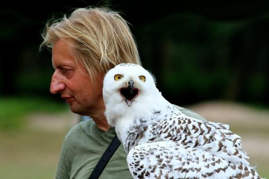 Schneeeule - Falknerei - Wildpark Alte Fasanerie Klein Auheim 2018