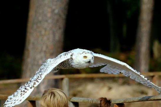 Schneeeule - Falknerei - Wildpark Alte Fasanerie Klein Auheim 2018