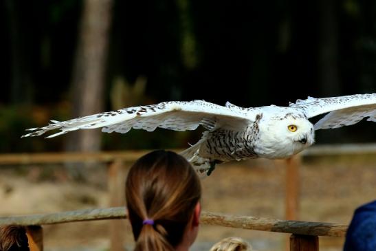 Schneeeule - Falknerei - Wildpark Alte Fasanerie Klein Auheim 2018