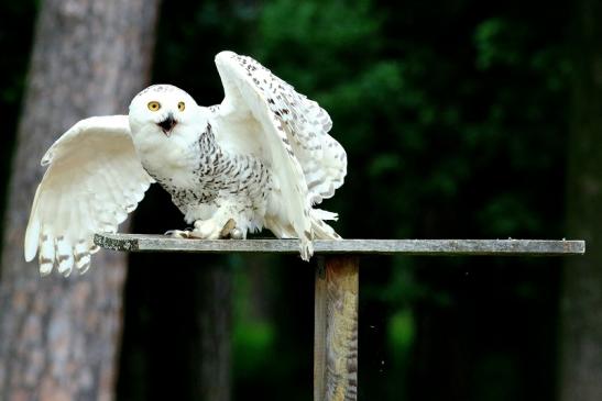 Schneeeule - Falknerei - Wildpark Alte Fasanerie Klein Auheim 2018