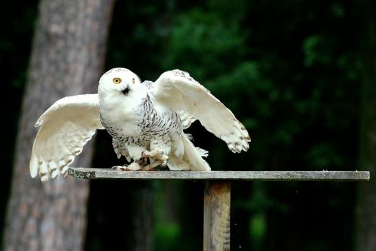 Schneeeule - Falknerei - Wildpark Alte Fasanerie Klein Auheim 2018