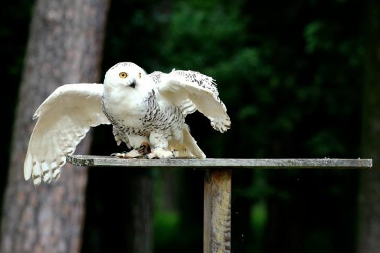 Schneeeule - Falknerei - Wildpark Alte Fasanerie Klein Auheim 2018