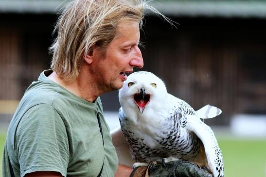 Schneeeule - Falknerei - Wildpark Alte Fasanerie Klein Auheim 2018