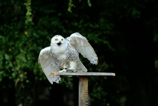 Schneeeule - Falknerei - Wildpark Alte Fasanerie Klein Auheim 2018