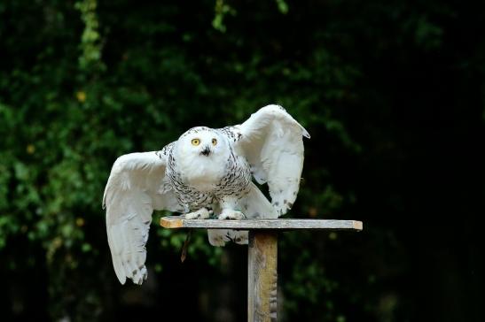 Schneeeule - Falknerei - Wildpark Alte Fasanerie Klein Auheim 2018