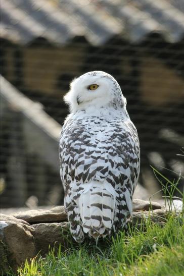 Schneeeule Wildpark Alte Fasanerie Klein Auheim 2015