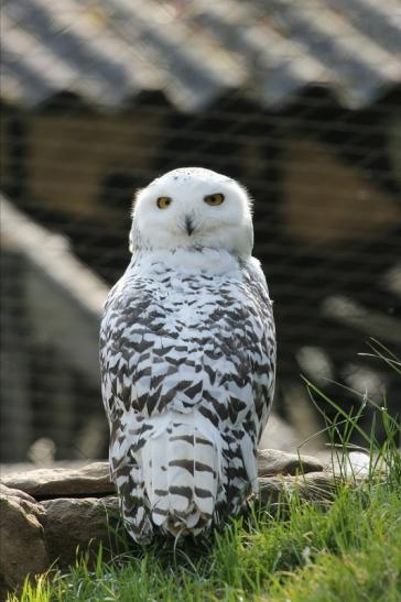 Schneeeule Wildpark Alte Fasanerie Klein Auheim 2015