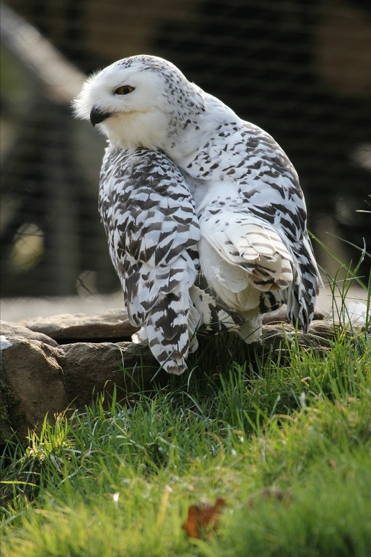 Schneeeule Wildpark Alte Fasanerie Klein Auheim 2015
