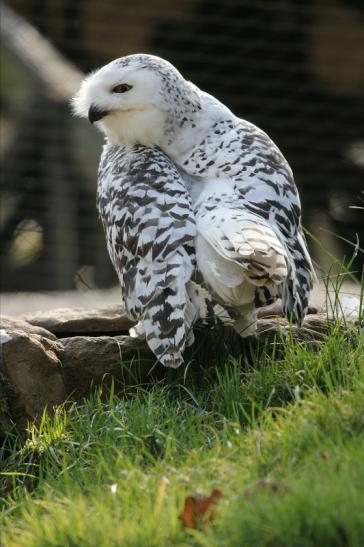 Schneeeule Wildpark Alte Fasanerie Klein Auheim 2015