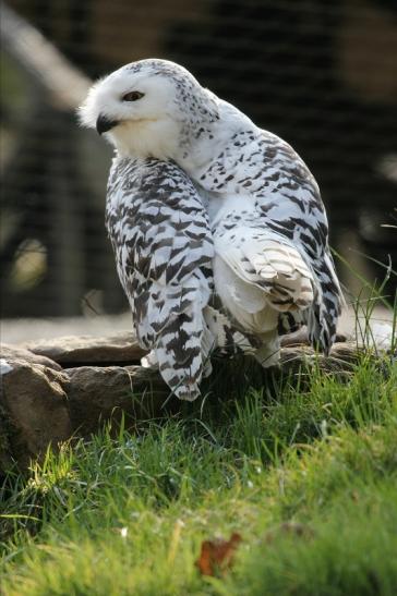 Schneeeule Wildpark Alte Fasanerie Klein Auheim 2015