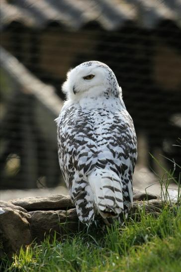 Schneeeule Wildpark Alte Fasanerie Klein Auheim 2015