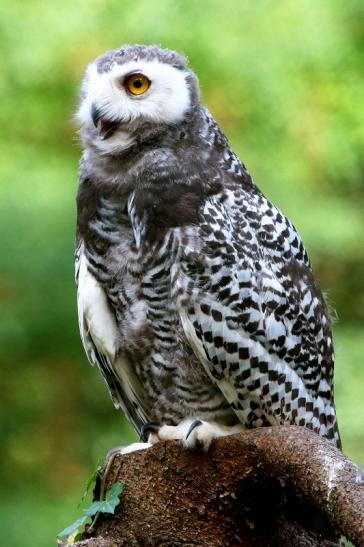 Schneeeule Wildpark Alte Fasanerie Klein Auheim 2017