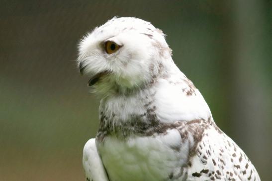 Schneeeule Wildpark Alte Fasanerie Klein Auheim 2017