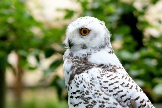 Schneeeule Wildpark Alte Fasanerie Klein Auheim 2017