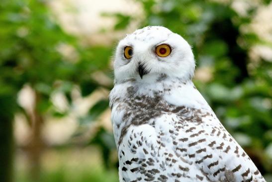 Schneeeule Wildpark Alte Fasanerie Klein Auheim 2017