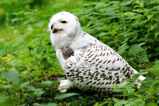 Schneeeule Wildpark Alte Fasanerie Klein Auheim 2017