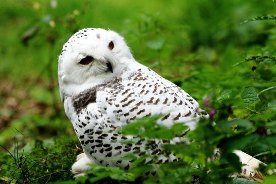 Schneeeule Wildpark Alte Fasanerie Klein Auheim 2017