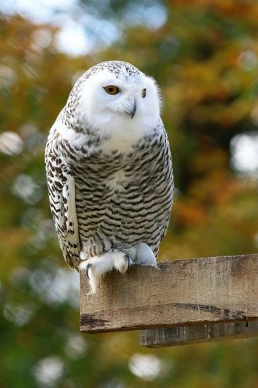 Schneeeule Wildpark Alte Fasanerie Klein Auheim 2017