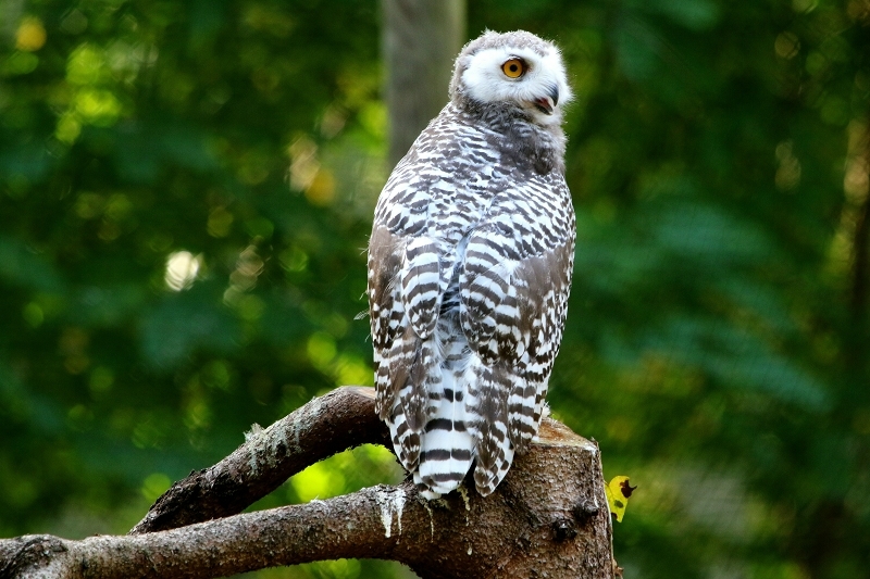 Schneeeule Wildpark Alte Fasanerie Klein Auheim 2017