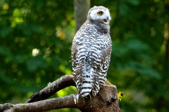 Schneeeule Wildpark Alte Fasanerie Klein Auheim 2017