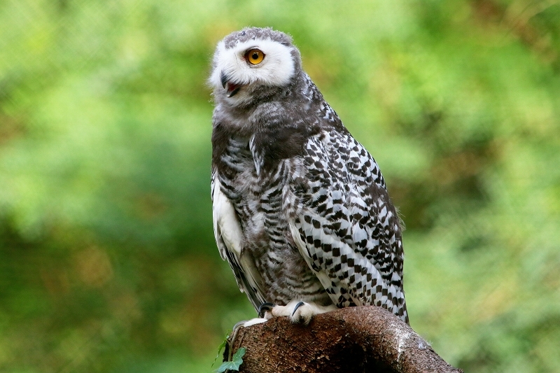 Schneeeule Wildpark Alte Fasanerie Klein Auheim 2017