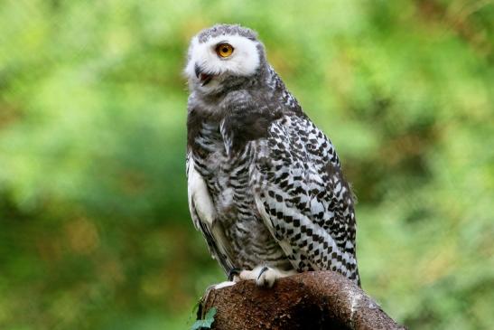 Schneeeule Wildpark Alte Fasanerie Klein Auheim 2017