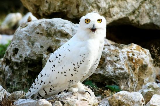 Schneeeule Wildpark Alte Fasanerie Klein Auheim 2018