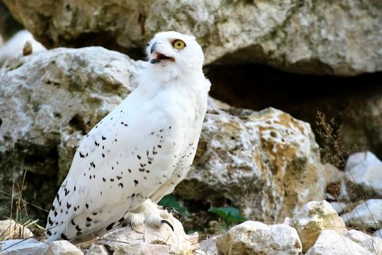 Schneeeule Wildpark Alte Fasanerie Klein Auheim 2018