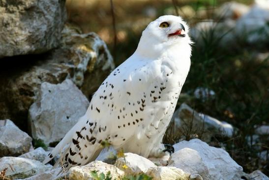 Schneeeule Wildpark Alte Fasanerie Klein Auheim 2018