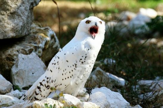 Schneeeule Wildpark Alte Fasanerie Klein Auheim 2018