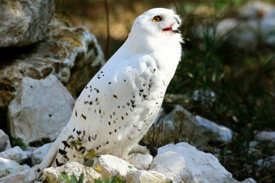 Schneeeule Wildpark Alte Fasanerie Klein Auheim 2018