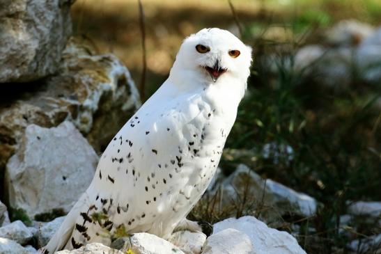 Schneeeule Wildpark Alte Fasanerie Klein Auheim 2018