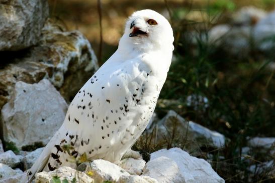 Schneeeule Wildpark Alte Fasanerie Klein Auheim 2018