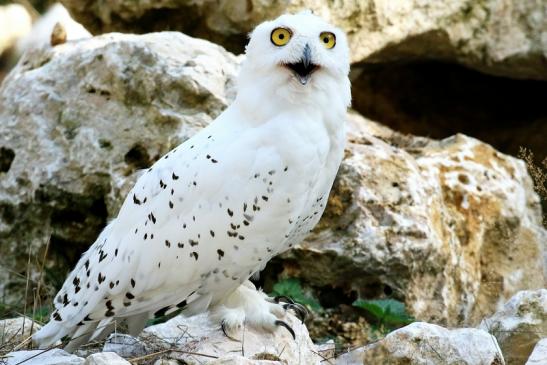 Schneeeule Wildpark Alte Fasanerie Klein Auheim 2018