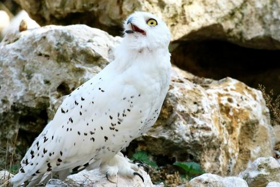 Schneeeule Wildpark Alte Fasanerie Klein Auheim 2018