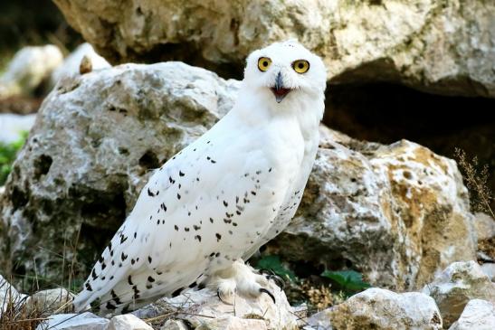 Schneeeule Wildpark Alte Fasanerie Klein Auheim 2018