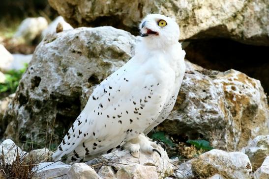 Schneeeule Wildpark Alte Fasanerie Klein Auheim 2018