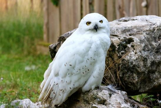 Schneeeule Wildpark Alte Fasanerie Klein Auheim 2021