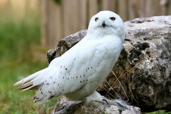 Schneeeule Wildpark Alte Fasanerie Klein Auheim 2021