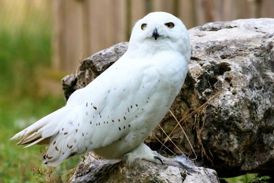 Schneeeule Wildpark Alte Fasanerie Klein Auheim 2021