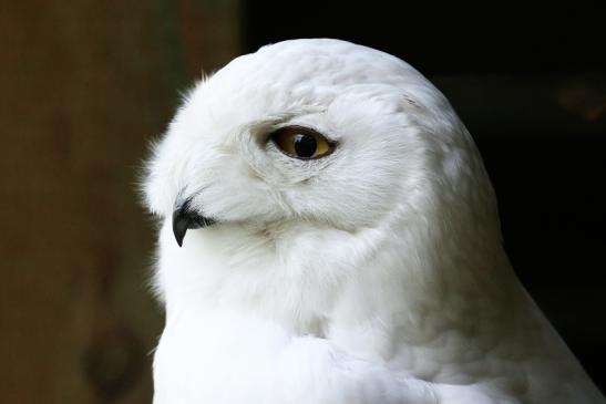 Schneeeule Wildpark Alte Fasanerie Klein Auheim 2021